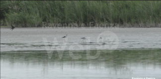 Ambiente. Gibertoni (Misto): “Fare chiarezza sulla strage di uccelli nella Valle della Canna”