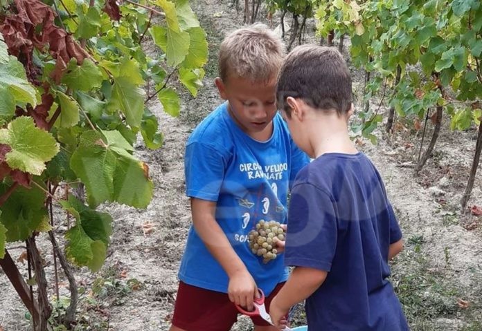 vendemmia bimbi