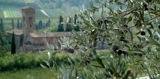 Alla Chiesa Dell’Osservanza un incontro di studio su un protagonista del territorio brisighellese: l’ulivo.