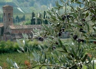 Alla Chiesa Dell’Osservanza un incontro di studio su un protagonista del territorio brisighellese: l’ulivo.