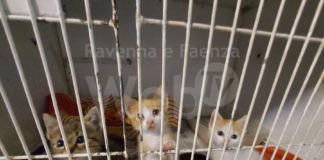 Enpa: E’ accaduto di nuovo, 7 gattini abbandonati in uno scatolone