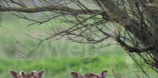 Incidenti causati dai daini. Errati i dati forniti dalla Regione: la cifra non supera i 30 milioni, ma i 35 mila euro