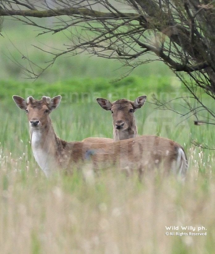 2022_daini Pineta Classe_ph Willy Maurizio Cazzanti