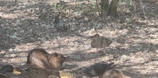La denuncia dei cittadini: Avvelenamento animali del parco Teodorico