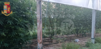 Massa Lombarda: Polizia arresta presunto coltivatore di marijuana