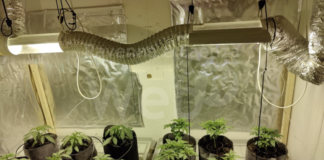 Massa Lombarda: Polizia arresta un 28enne italiano “coltivatore” di marijuana