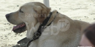 Cani in spiaggia: dalle 6 alle 8 potranno accedere lungo tutto il litorale
