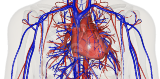 Malattie cardiovascolari nella popolazione femminile: dal 26 settembre una settimana dedicata alla prevenzione