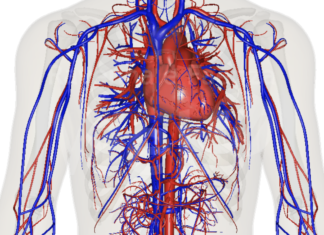 Malattie cardiovascolari nella popolazione femminile: dal 26 settembre una settimana dedicata alla prevenzione