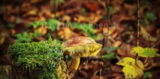 Viabilità in a Pieve Cesato in occasione della Festa d’autunno