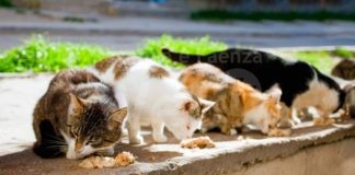 Enpa: appello ai zoofili di buona volontà