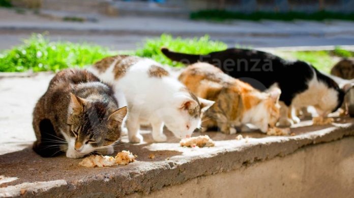 gatti_randagi_das_polizza_colonie_feline_03112019