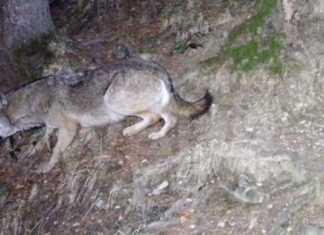 Coldiretti: Lupi in Bassa Romagna fanno strage di anatre e oche. Colpita dall’assalto l’azienda agricola La Saracca