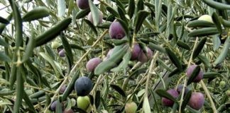 Olive. Brisighella: produzione da record e qualità ottima