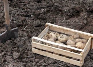 Siccità e insetti mettono in difficoltà le patate, la Regione sollecita il Governo sugli indennizzi per gli agricoltori colpiti