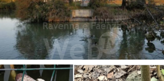 Ancisi (LpRa): sospetti avvelenamenti di specie animali nel parco Teodorico