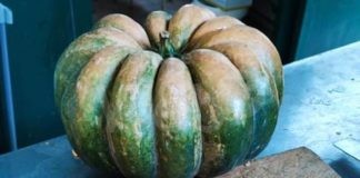 Borgo Rivola: Torna la Sagra della Zucca e dell’Uva Bacarona