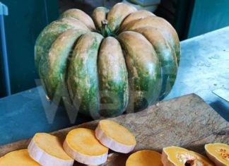 Borgo Rivola: Torna la Sagra della Zucca e dell’Uva Bacarona