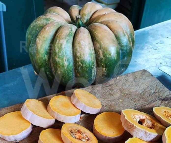 zucca borgo rivola