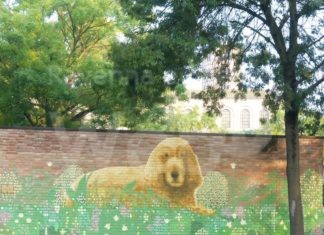 A Classe l’inaugurazione di un murale in ricordo di Lola, cockerina protagonista di tante opere benefiche