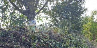 Grillini (Italia Viva): Ramaglie Orti in Via Don Giovanni Verità a Ponte Rosso. Un problema di sicurezza pubblica a cui è necessario porre rimedio