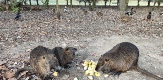 Piccinini (M5S): “Sperimentare la sterilizzazione delle nutrie”