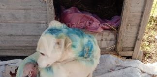 Coldiretti denuncia: cagnolino azzannato dai lupi nel recinto dell’azienda agricola ad Alfonsine e due pecore uccise a Solarolo