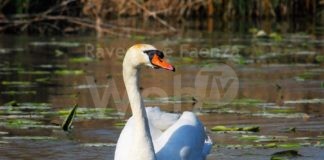 Slow Food Ravenna: La biodiversità nei comportamenti e nelle tasche dei ravennati