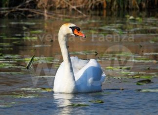 Slow Food Ravenna: La biodiversità nei comportamenti e nelle tasche dei ravennati