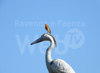 “Gli uccelli: i dinosauri di oggi” al MUSA di Cervia la mostra fotografica di Francesco Barberini