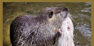 Ravenna in Comune: l’assessore “tutela” gli animali a colpi di fucile