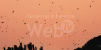 Domenica a Cervia un’iniziativa ecologica di pulizia della pineta promossa dall’Associazione Culturale La Pineta APS