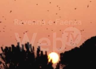 Domenica a Cervia un’iniziativa ecologica di pulizia della pineta promossa dall’Associazione Culturale La Pineta APS