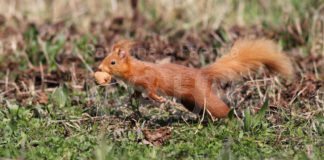 Unione: due visite guidate in natura ad Alfonsine e Bagnacavallo
