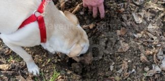 “Tartufesta”: nel weekend a Bagnacavallo è protagonista il tartufo bianco