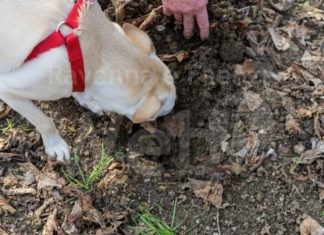 “Tartufesta”: nel weekend a Bagnacavallo è protagonista il tartufo bianco