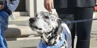 Appello urgente per Tyson che rischia il canile!