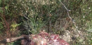 Coldiretti denuncia ancora problemi con i lupi in Bassa Romagna: “Il banchetto continua indisturbato”