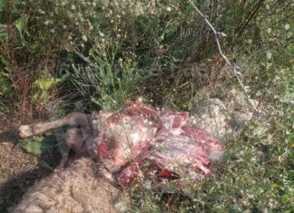 Coldiretti denuncia ancora problemi con i lupi in Bassa Romagna: “Il banchetto continua indisturbato”