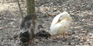 Animali avvelenati al parco Teodorico: aperto fascicolo contro ignoti