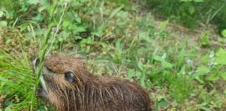 A Ravenna si uccidono esseri senzienti nei parchi pubblici