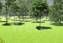 Forestazione urbana, Ancisi (LpRa) attacca: “Ravenna perde fondi regionali per colpa del Comune”