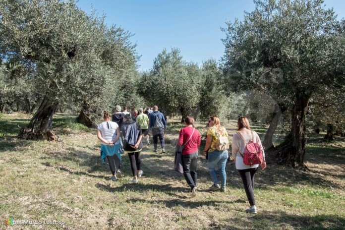 passeggiata-tra-gli.-olivi