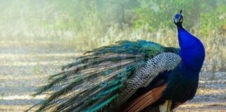 Parte il concorso fotografico amatoriale con protagonisti i pavoni di Punta Marina