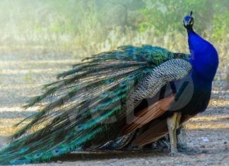 Parte il concorso fotografico amatoriale con protagonisti i pavoni di Punta Marina