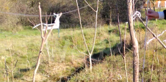 Associazione C.L.A.M.A: Regione colpevolmente latitante sulle protezione delle strade che costeggiano il parco