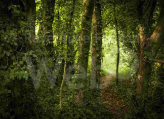 Festa degli Alberi a Casa Monti e al Podere Pantaleone
