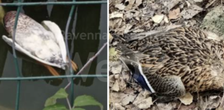 Ancisi (LpRa): Veleni e crudeltà nel parco Teodorico. Vigilare soprattutto nelle ore notturne