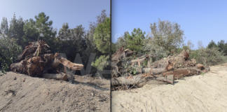 Ferrero (Fratelli d’Italia): Alberi abbattuti durante i lavori del Parco Marittimo