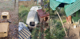 Enpa, maltempo sulla costa: Gatti alluvionati